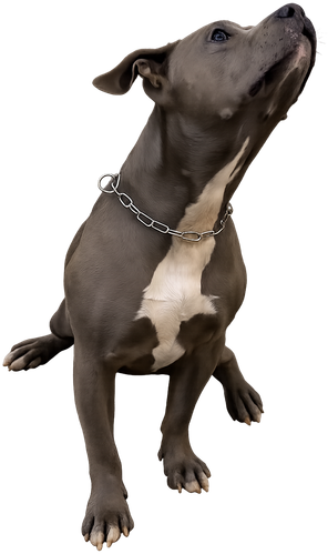 Cão atento olhando para o tutor