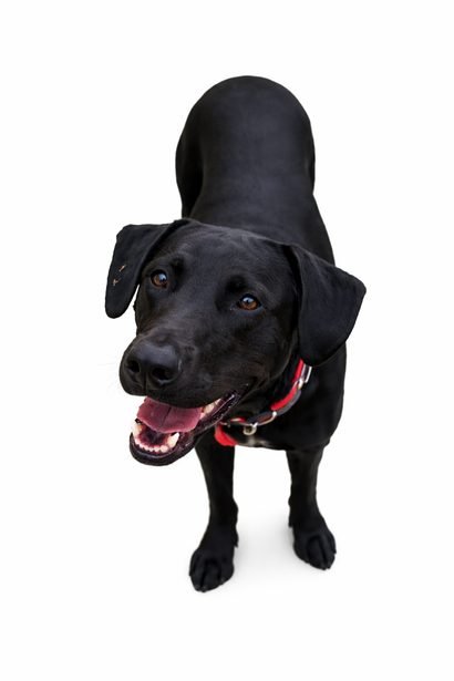 Labrador preto sorridente