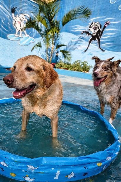 Golden retriever se refrescando na piscininha